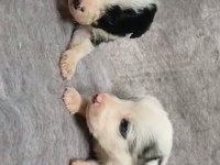 Sağlıklı Border collie yavrularımız