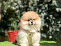 Safkan Pomeranian Boo Yavrularımız
