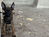 Erkek Belçika Kurdu