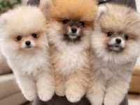 Pomeranıan Boo Yavrular [Majyajsız Fönsüz}