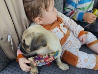 3 aylık yavru pug