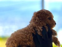 Yeni yuvasına hazır MALTİPOO ve POODLE yavrularımız