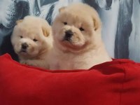 ÇİN ASLANI YAVRULARIMIZ (CHOW CHOW)