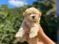 Maltipoo yavrularımız