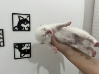 Yeni Doğan British Shorthair Bebekler Rezerveye Müsait