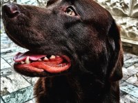 2 YAŞINDA KISIR ERKEK ÇİKOLATA LABRADOR