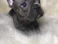 ŞİRİNLİK ABİDESİ FRENCH BULLDOG BEBEKLER