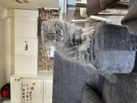 British Silver Longhair