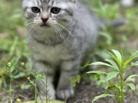 3 adet şecereli british shorthair bebeklerim