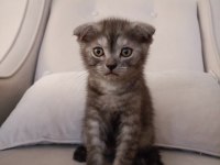 Erkek scottish fold yavru kedimiz
