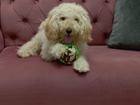 Poodle kızımıza erkek pirens arıyoruz