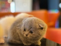 Scottish fold yeterince anne sütü aldı oyuncu kediler