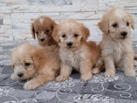 Maltipoo Bebekler