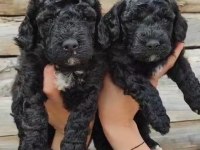 Toy poodle yavrularımız