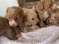 MİNİ MALTİPOO YAVRULAR