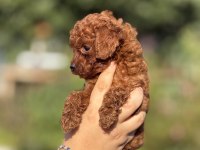 ÇİŞ EĞİTİMLİ TOY POODLE BEBEKLER 