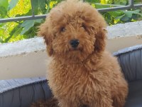 Teslime hazır toy poodle yavru