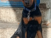 Acil kalitesinin mükemmel doberman yavru