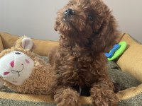 Micro Boy Toy Poodle kızımız yeni yuvasını arıyor