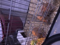 YAVRU HAMSTER