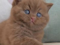 Cinnamon safkan british shorthair