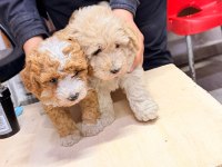 Maltipoo Yavrularım Yeni Sahibini Bekliyorr