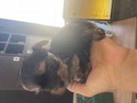 Safkan ırkının en iyisi yorkshire terrier