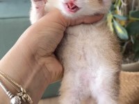 Golden british shorthair dişi ve erkek bebekler