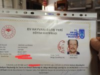Özel mutasyon show muhabbet kuşları