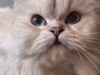 British Longhair Kedimiz