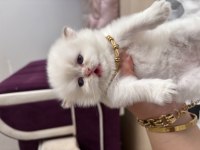 Ns11 dişi british longhair