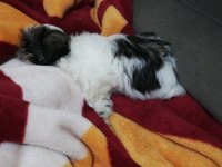 FCI A PEDİGREE NADİR RENK MİNİK SHIH TZU YAVRULARIMIZ