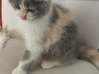 British Shorthair kedimizi sahiplendirme