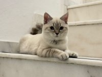 YAKIŞIKLI BRİTİSH SHORTHAİR OĞLUMU SAHİPLENDİRİYORUM