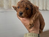 Baba 0 numara anne 01 numara toy poodle