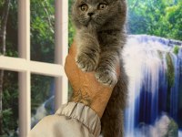 Scottish Fold ve British Shorthair Yavrular