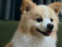4 Yaşında Erkek Pomeranian Sahiplendirilecektir