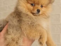 Pomeranian teacup