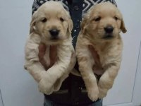 Golden retriever yavrusu köpekler