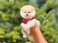 Pofuduk pomeranian yavrularımız