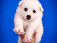 Beyaz Pomeranian Spitz Yavrumuz