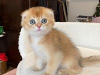 Scottish Fold Asil Prens ve Prenses