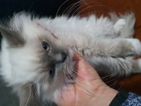 Ragdoll kedime yeni yuva arıyorum