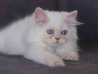 British longhair golden point erkek kedi