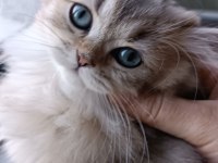 British longhair dişi