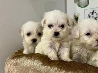 Maltipoo bebeler