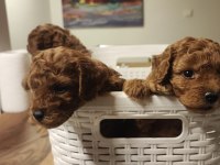 GERÇEK A KALİTE TOY POODLE YAVRULAR