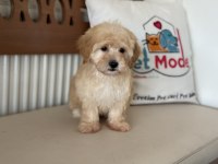 Yasal ruhsatlı çiftlikde ziyarete açık maltipoo yavrular