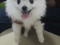 Pomeranian Boo yavrusu