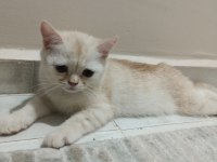 ACİL YUVA ARIYORUZ KEDİLERİMİZE